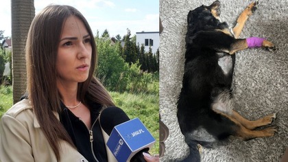 Incydent z dzikami na Osiedlu Stałym.  Kolejny pies został zaatakowany