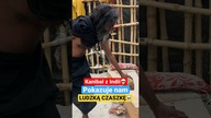 Byliśmy w SZOKU! Ludzka CZASZKA! Aghori - kanibale z Indii #shorts