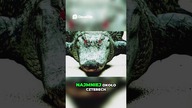 Dwupalczasty Tom Tajemniczy Aligator z Alabamy