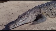 Bieganie po krokodylach - nieudane kaskaderskie duble