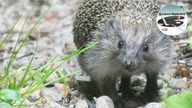 Oko w oko z jeżem [EYE TO EYE WITH A HEDGEHOG]