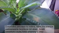 Wzięła do ust liść żyworódki i żuła przez 15 minut - To co się stało jest niesamowite!
