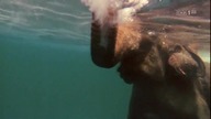 Dzikie wyspy galapagos / Galapagos die macht des meeres (2017) PL 720p