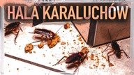 10 NAJDZIWNIEJSZYCH MIEJSC NA SWIECIE