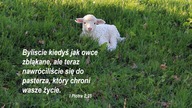 świadectwo Moniki J