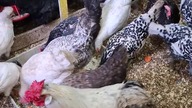 Lubię ten widok #hens