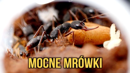 Jadowite mrówki z Azji!...  Co może pójść nie tak? Harpegnathos venator