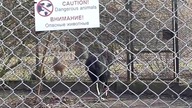 Cassowaries with a chick 