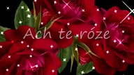 Ach te róże
