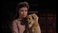 Old. Yeller. Ż&oacute;łte. psisko. 1957. Dubing.pl