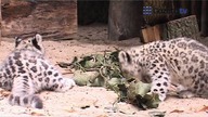 Rozkoszne kociaki, nowi podopieczni stołecznego ZOO