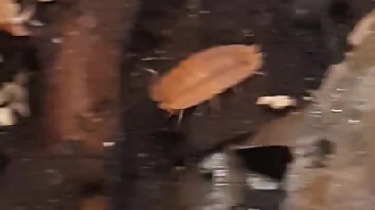 Porcellio scaber #isopod #eating