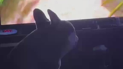 Gdzie są smaczki, ja sie pytam!?