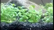 akwarium 30L