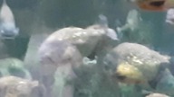 Piranie w Warszawskim Zoo (Piranhas in Warsaws Zoo)