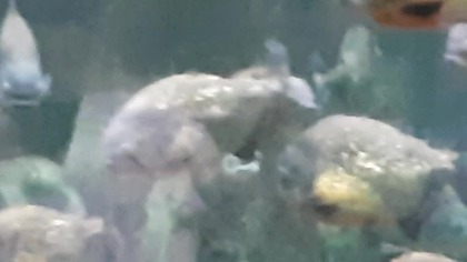 Piranie w Warszawskim Zoo (Piranhas in Warsaws Zoo)