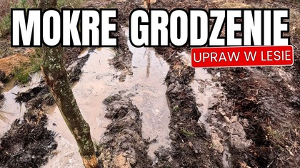 Mokre grodzenie upraw w lesie || Okiem ZULa
