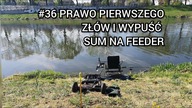 #36 Kanał Powodziowy, kilka kg ryb i rozkminy | Wrocławski feeder