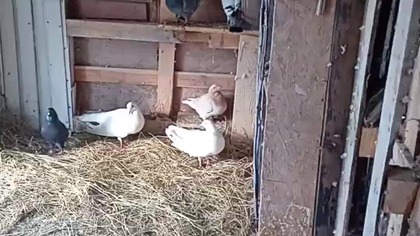 Wysciułka od Radka  i rysie od Radka  #birds #egzotyka #pigeon #fus #golebie #siano #ptak