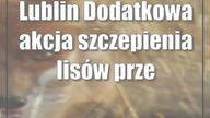 Lublin: Dodatkowa akcja szczepienia lisów przeciwko wściekliźnie