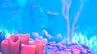 dory and nemo by the cofał reef #shorts