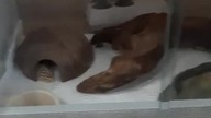 Sleeping beauty 
