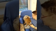 Przedświąteczne strzyżenie...  ale zostało mi wybaczone  #shorts #pies #psy #funny #funnydogs #dog