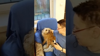 Przedświąteczne strzyżenie...  ale zostało mi wybaczone  #shorts #pies #psy #funny #funnydogs #dog