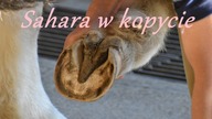 Jak dbać o suche kopyta?
