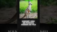 Tym zaskoczysz znajomych  #shorts #viral #dc #tiktok #fakty #ciekawostki