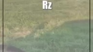 Rzeczyca.  Droga zablokowana.  Objazdy po zderzeniu z łosiem