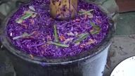 Kapusta modra biotyk