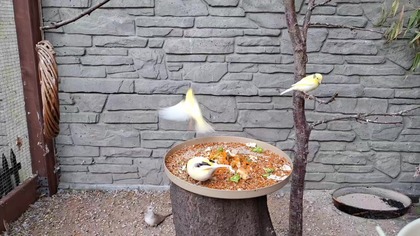 Kanarki przy karmidle 19. 03. 2026 #canary