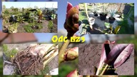 Odc-623-Kiełkujące bambusy,kukurydza gigant,Colocasia esculenta,paulownia,dziwidło kwiat.