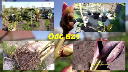 Odc-623-Kiełkujące bambusy,kukurydza gigant,Colocasia esculenta,paulownia,dziwidło kwiat.