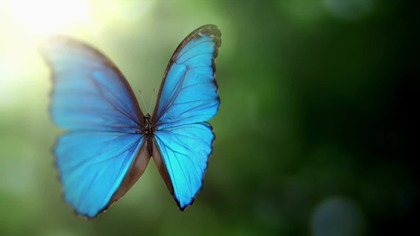 Motyle i hi-tech - dokument lektor pl