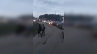 LiveLeak - Bus with passengers stuck in traffic while on the trains tracks is hit by a train