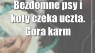 Bezdomne psy i koty czeka uczta.  Góra karmy od puławian