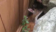 Ratowanie uwięzionej łani