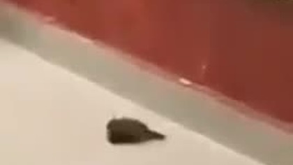 Wr&oacute;bel reanimuje nieprzytomnego kolegę