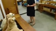 Psia modlitwa i sprzątanie po jedzeniu