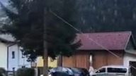 Jak NIE wycinać drzewa