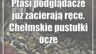 Ptasi podglądacze już zacierają ręce.  Chełmskie pustułki oczekują młodych