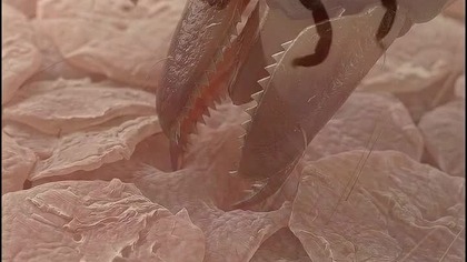 NEVER Pull a Tick Like This #viral #shorts