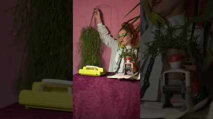 Dlaczego zdrowa duża stara roślina nagle słabnie, żółknie? #rośliny