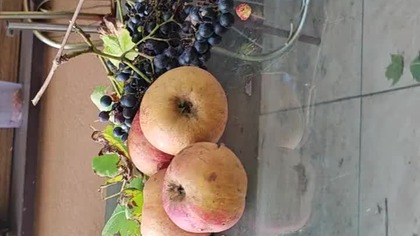 Andrzej misiarz owoce ogrodu