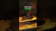 Problemy z lekami w akwarium  zdrowe rozwiązania! 