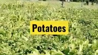 My potatoes 