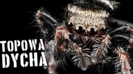 10 faktów na temat pająków [TOPOWA DYCHA]