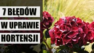 Najczęściej popełniane błędy w uprawie HORTENSJI
